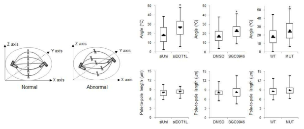 DOT1L 결핍에 따른 centrosome geometry 변화