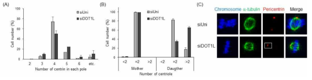 DOT1L 결핍에 따른 centrosome integrity 변화