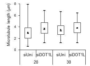 DOT1L이 microtubule growth에 미치는 영향