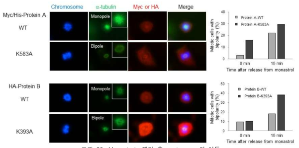 Monastrole 제거 후 centrosome의 이동