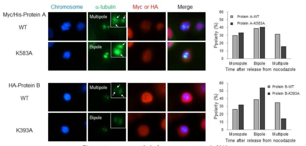 Nocodazole 제거 후 mitotic spindle의 형성