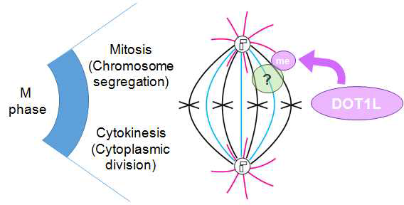 DOT1L에 의한 중심체 및 방추사 조절에 따른 체세포분열기의 통제