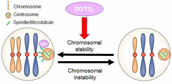 DOT1L에 의한 염색체 안정성 유지