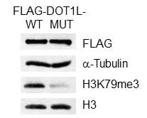 DOT1L-WT 및 MUT 발현