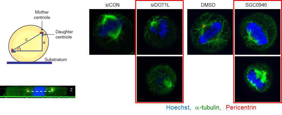 Centrosome 위치 파악을 위한 Z-stack 이미지 획득