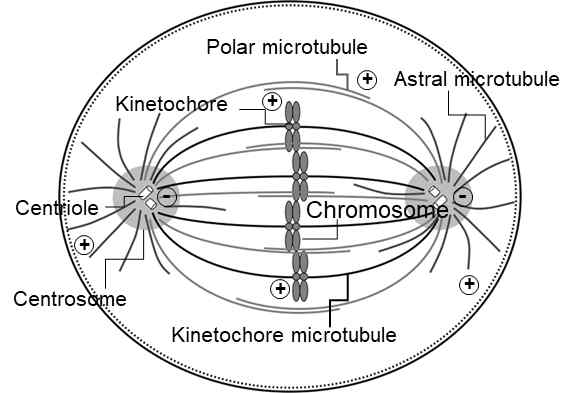 Kinetochore Microtubule