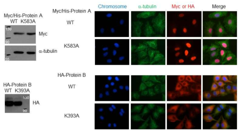 Protein A 및 B의 lysine 잔기 mutant 발현