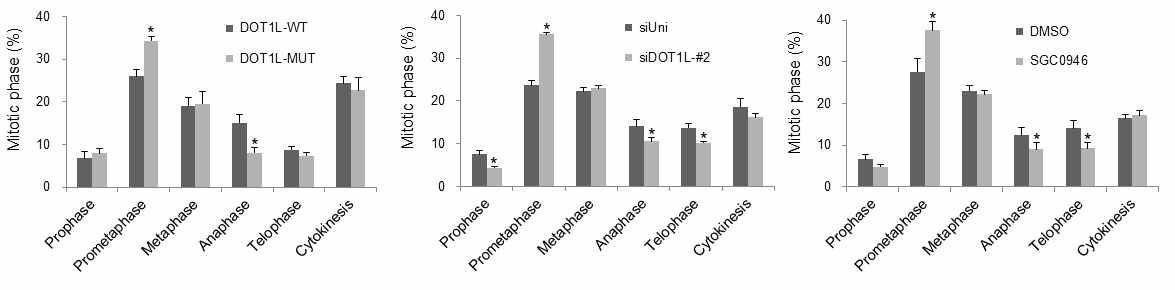 폐암세포에서 DOT1L의 활성 및 발현 저하시 mitotic phase