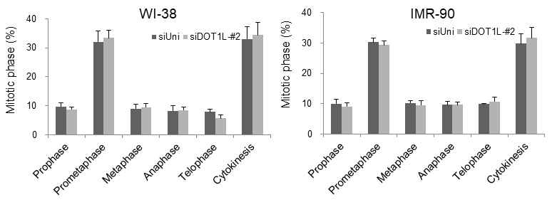 정상 폐 세포에서 DOT1L의 활성 및 발현 저하시 mitotic phase