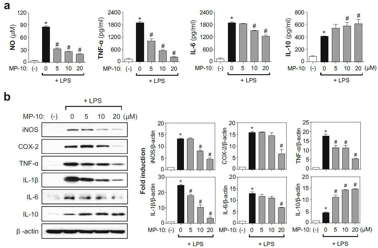 LPS로 활성화된 소교세포에서 MP-10이 염증물질 생성/발현에 미치는 영향