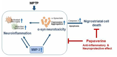 MPTP/P 마우스에서 PAP의 항염증/신경보호/알파시뉴클린 억제 효과에 대한 기전 제시
