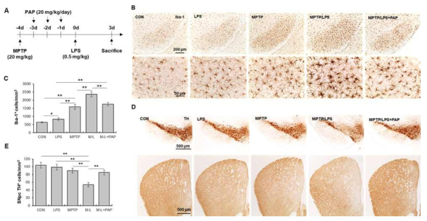 MPTP/LPS 마우스에서 소교세포 활성화와 도파민 신경세포 사멸 관찰 및 PAP에 의한 억제 효과