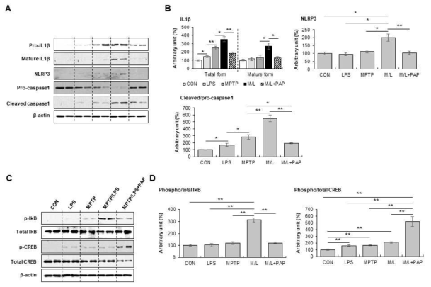 MPTP/LPS 마우스에서 PAP가 NLRP3 inflammasome 구성성분 발현 및 NF-κB, CREB 활성에 미치는 영향