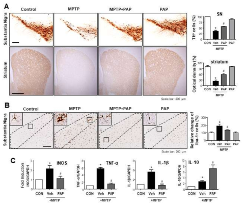 MPTP 마우스에서 PAP이 도파민 신경세포 사멸, 소교세포 활성화, 염증유전자 발현에 미치는 영향