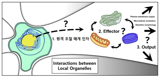 후속 중견과제를 통해 제안된 신경세포의 로컬기능 수행을 위한 미니어쳐 세포소 기관간 상호작용 조절 기전연구의 overview (출처: 후속 중견과제 연구계획서)