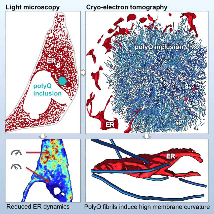 cryoTOMO 기법을 활용하여 Cell 저널에 발표된 polyQ inclusion에 의해 신경세포내 세포질에서 ER이 손상받는다는 사실을 밝힌 결과 (Bauerlein et al.)