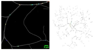 신경세포 내 미니어쳐 세포소기관들의 개별 분류 및 색상화 기법 (좌)Golgi-outpost (우) mitochondria