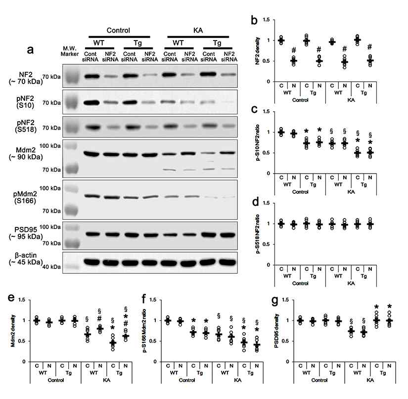 Effects of NF2 knockdown on protein and phosphorylation levels of NF2, Mdm2 and PSD95 in PLPP/CINTg mice following KA injection. (a) Representative western blots of NF2, pNF2-S10, pNF2-S518, Mdm2, pMdm2-S166 and PSD95. (b-g) Quantification of NF2, pNF2-S10, pNF2-S518, Mdm2, pMdm2-S166 and PSD95 levels based on western blot data. Open circles indicate each individual value. Horizontal bars indicate mean value (*,#,$p < 0.05 vs. WT, control siRNA- and control (non-KA-treated) animals, respectively; n = 7)