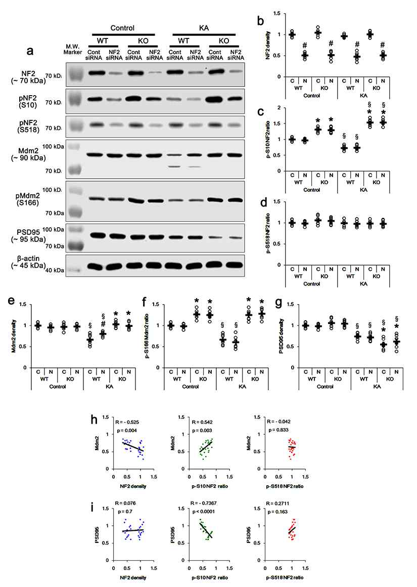 Effects of NF2 knockdown on protein and phosphorylation levels of NF2, Mdm2 and PSD95 inPLPP/CIN-/-mice following KA injection, and linear regression analysis between NF2 and Mdm2/PSD95 levels. (a) Representative western blots of NF2, pNF2-S10, pNF2-S518, Mdm2, pMdm2-S166 and PSD95. (b-g) Quantification of NF2, pNF2-S10, pNF2-S518, Mdm2, pMdm2-S166 and PSD95 levels based on western blot data. Open circles indicate each individual value. Horizontal bars indicate mean value (*,#,$p < 0.05 vs. WT, control siRNAand control (non-KA-treated) animals, respectively; n = 7). (h-i) Linear regression analysis between NF2 and Mdm2/PSD95 levels within control siRNA- and NF2 siRNA-treated groups of WT and PLPP/CINTg mice following KA injection