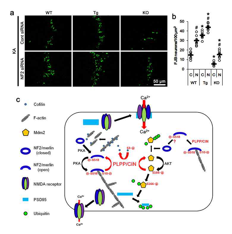 Effects of NF2 knockdown on CA3 neuronal death in WT, PLPP/CINTg and PLPP/CIN-/ mice following KA injection and the role of PLPP/CIN inn NF2=S10 and Mdm2-S116 dephosphoylation. (a) Representative photos of FJB positive degenerating neurons in the CA1 region. (b) Quantification of the number of FJB positive neurons in response to KA. Open circles indicate each individual value. Horizontal bars indicate mean ( *#p < 0.05 vs. WT and control siRNA-treated animal; n = 7, respectively). C) Scheme of the role of PLPP/CIN in NF2-S10 and Mdm2-S166 dephosphorylation PLPP/CIN -mediated NF2 dephosphorylation decreases F-actin stability and increases NMDAR-PSD95 co-assembly by eliminating the local F-actin barrier. PLPP/CIN also inhibits Mdm2 activity as an E3 ubiquitin ligase for PSD95 by enhancing its S166 dephosphorylation and NF2-mediated Mdm2 degradation