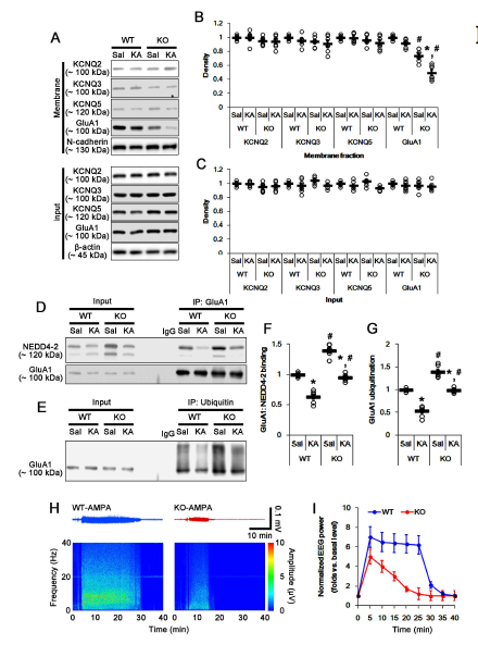 Effects of PLPP/CIN deletion on surface KCNQ and GluA1 expression, GluA1-NEDD4-2 binding, GluA1 ubiquitination and neuronal activity in response to AMPA. (A-C) Effects of PLPP/CIN deletion on surface KCNQ and GluA1 expression following KA injection. (D-G)Effects of PLPP/CIN deletion on GluA1-NEDD4-2 binding and GluA1 ubiquitination. (H-I) Effect of PLPP/CIN deletion on neuronal activity in response to AMPA