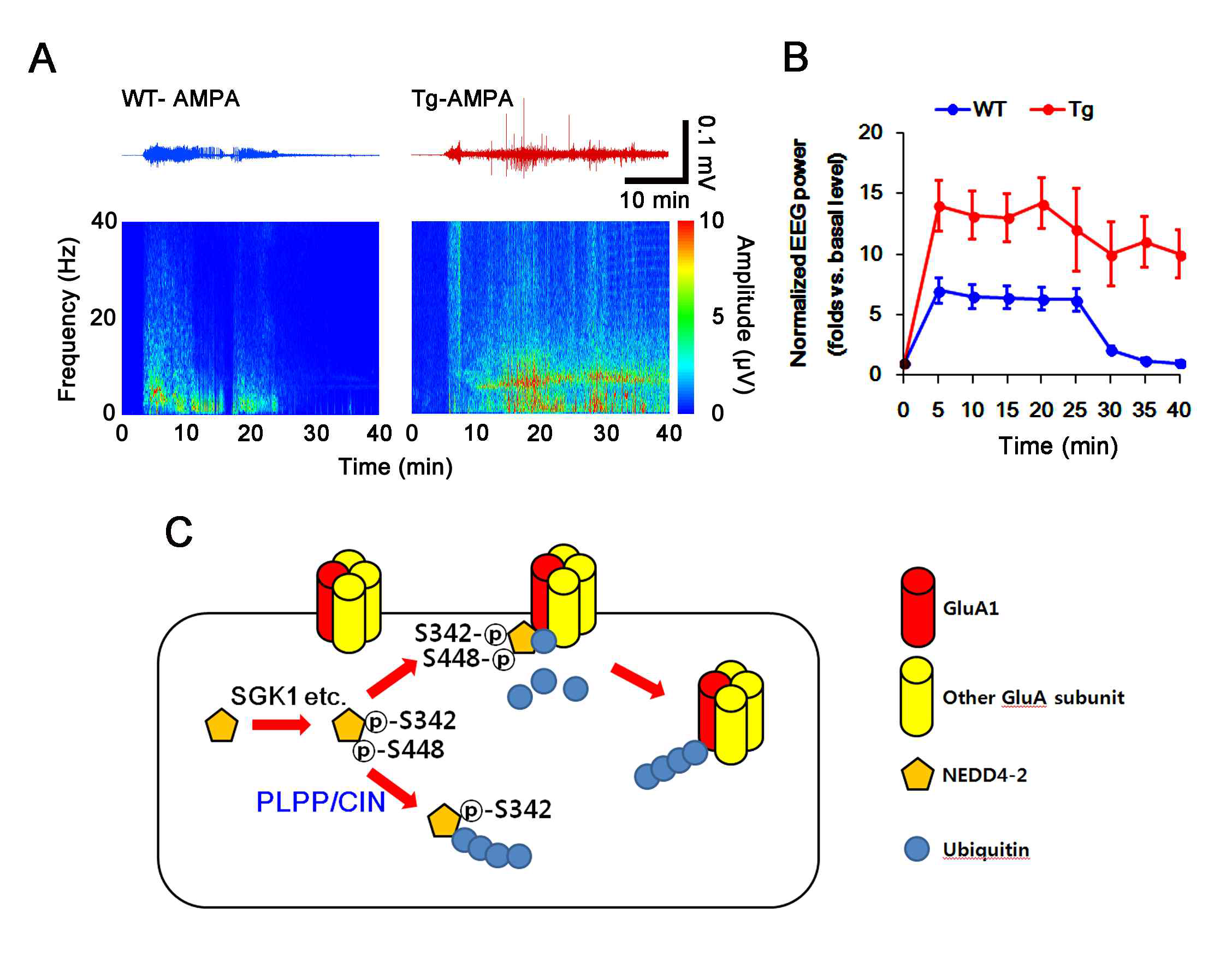 Effect of neuronal activity in response to AMPA and the hypothesized role of PCPP/CIN-mediated GluA1 ubiquitination. (A-B) Effects of PLPP/CIN over-expression on neuronal activity in response to AMPA. (C) Scheme of inhibitory role of PLPP/CIN in NEDD4-2-mediated GluA1 ubiquitination. PLPP/CIN dephosphorylates NEDD4-2 S448 site, which leads to self-ubiquitination of NEDD4-2 and subsequently inhibits GluA1 ubiquitination, independent of SGK1 activity