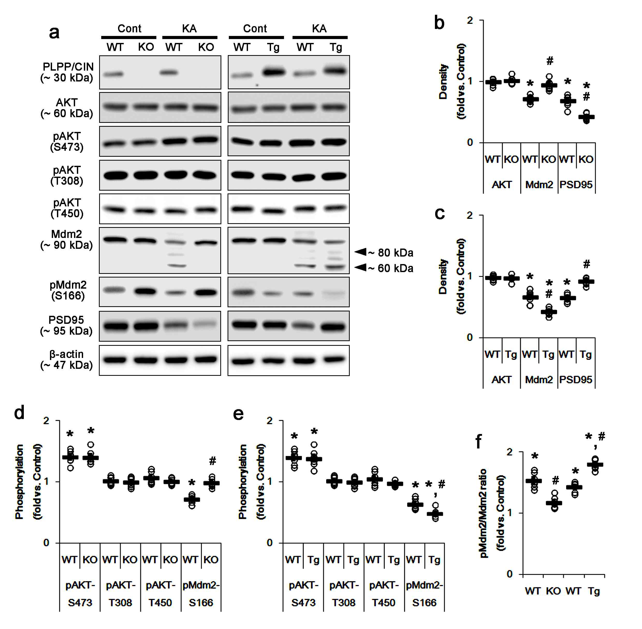 Effects of PLPP/CIN deletion and its over-expression onEffects of PLPP/CIN deletion and its over-expression on expressions of AKT, Mdm2 and PSD95, and the phosphorylation levels of AKT and Mdm2 following KA injection