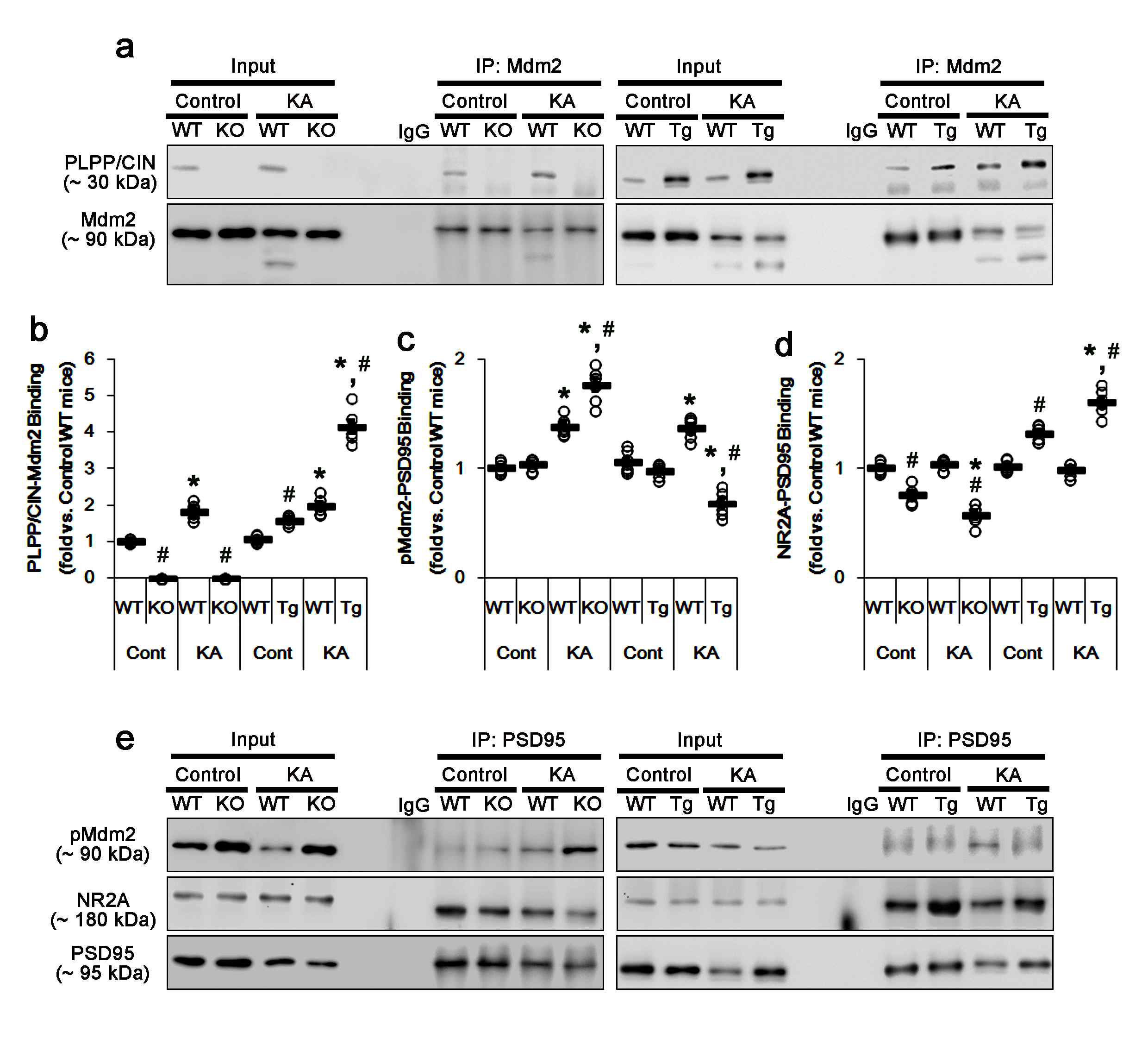 The effects of KA on PLPP/CIN-Mdm2, pMdm2-PSD95 and NR2A-PSD95 bindings in vivo