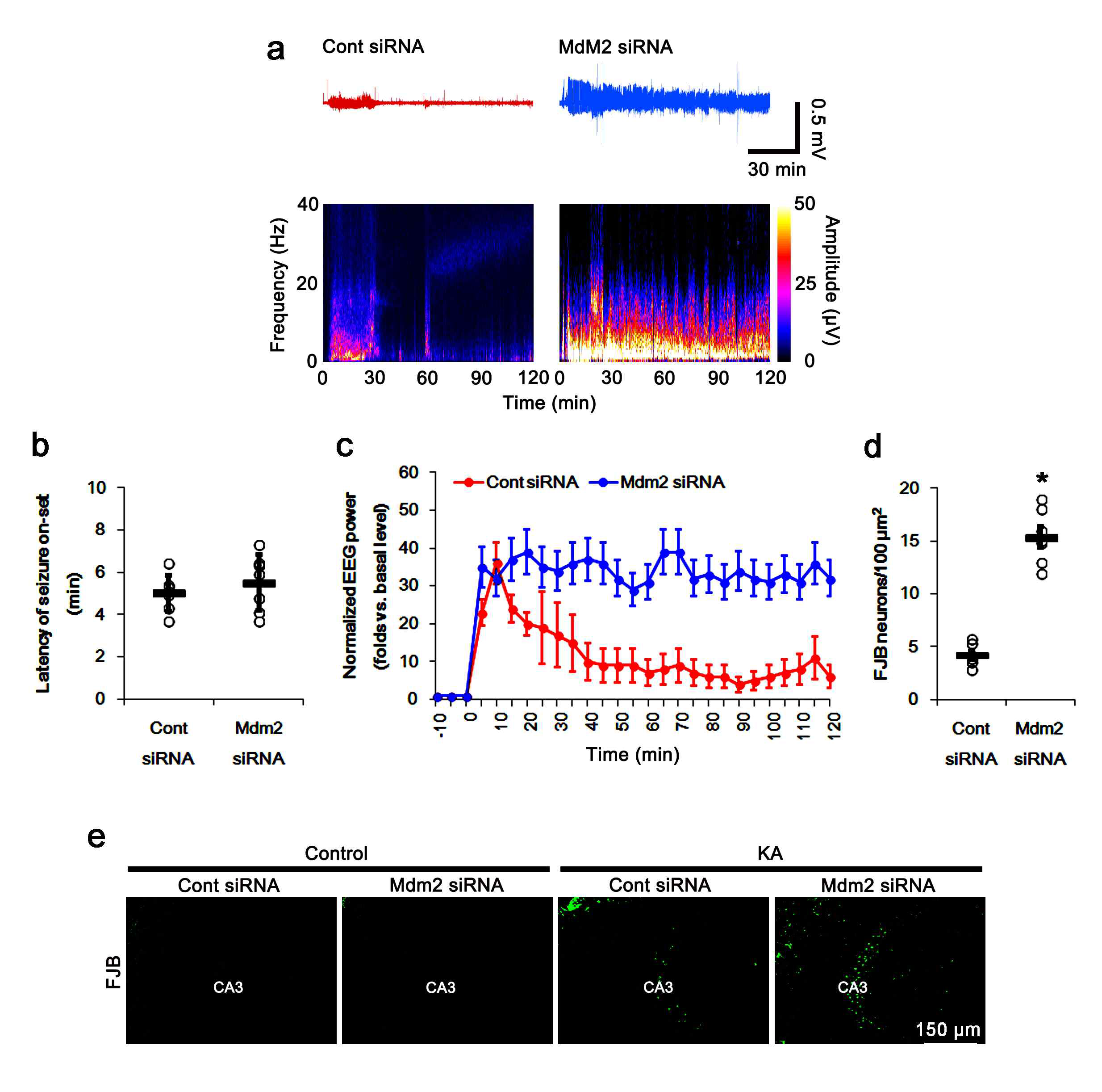 Effects of Mdm2 knockdown on seizure activity in response to KA in PLPP/CIN-/-(KO)mice