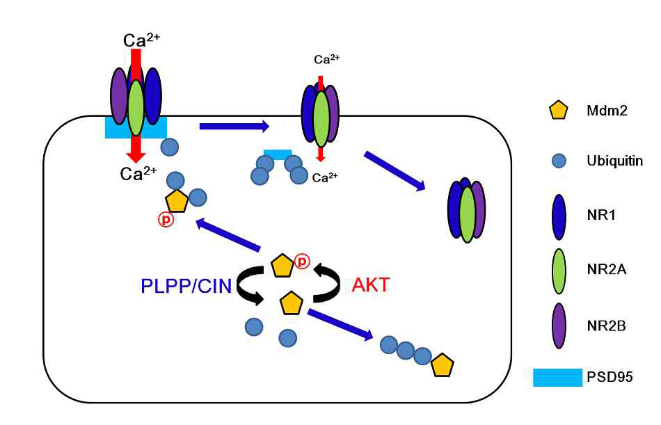 Scheme of the role of PLPP/CIN in Mdm2-mediated PSD95 ubiquitination. AKT-mediated Mdm2 S166 phosphorylation increases its binding to and ubiquitination of PSD95. Subsequently, PSD95 ubiquitination reduces NR2A-PSD95 bindings, which would facilitate NR2A internalization. PLPP/CIN-mediated Mdm2 dephosphorylation leads to Mdm2 ubiquitination, and abrogates Mdm2-mediated PSD95 degradation in an activity-dependent manner. These PLPP/CIN-mediated functional couplings of Mdm2 and PSD95 exert seizure progression and its seizure severity in response to KA without altering the latency of seizure on-set