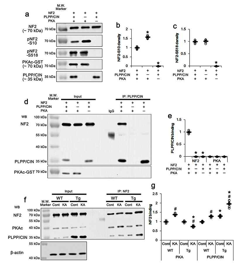 PLPP/CIN-mediated NF2 dephosphorylation. (a-e) In vitro assay using recombinant proteins. (a) Representative western blot data demonstrating PLPP/CIN-mediated NF2 dephosphorylation. (b-c) Quantification of NF2-S10 (b) and -518 (c) phosphorylation levels based on western blot data. Open circles indicate each individual value. Horizontal bars indicate mean value (*p < 0.05 vs. the presence of PLPP/CIN and PKAc; n = 7). (d) Representative co-immunoprecipitation data demonstrating PLPP/CIN-NF2 and -PKAc bindings. (e) Quantification of PLPP/CIN-NF2 and -PKAc bindings. Open circles indicate each individual value. Horizontal bars indicate mean value (*p < 0.05 vs. the presence of PLPP/CIN and PKAc; n = 7). (f-g) Effects of KA on PLPP/CIN-NF2 and -PKAc bindings in WT and PLPP/CINTg mice in vivo. (f) Representative co-immunoprecipitation data demonstrating PLPP/CIN-PKAc and NF2 bindings. (g) Quantification of PLPP/CIN-PKAc and -NF2 bindings. Open circles indicate each individual value. Horizontal bars indicate mean value (*,#p < 0.05 vs. WT and control animals, respectively; n = 7)