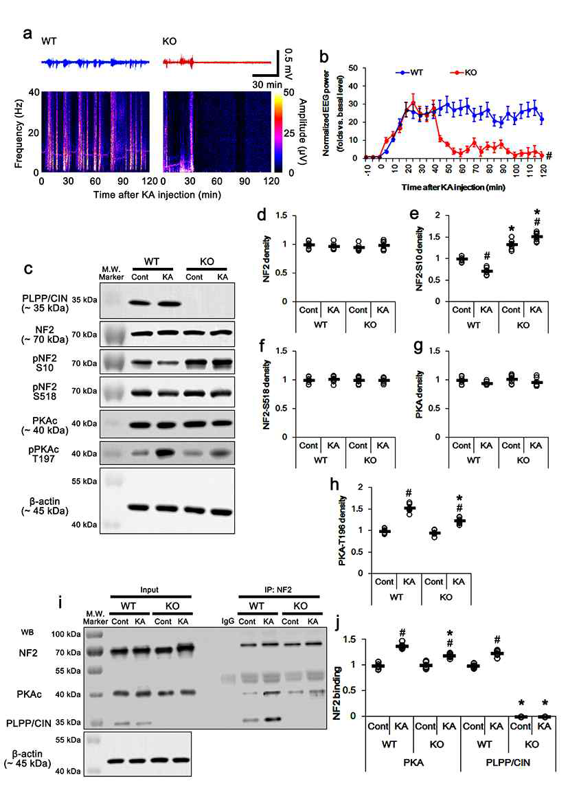 Effects of PLPP/CIN deletion on seizure activity, NF2 phosphorylation and PLPP/CIN-NF2 binding in response to KA. (a) Representative EEG traces and frequency-power spectral temporal maps in response to KA. (b) Quantification of total EEG power (seizure intensity ) in response to KA (#p < 0.05 vs WT animals; n = 7, respectively ). (c) Repersentative western blots of PLPP/CIN, NF2, pNF2-S10, pNF2-S518, PKAc and pPKAc in WT and and PLPP/CINTg mice in vivo. (d-h) Quantification of MF2, pNF2-S10, pNF2-S518, PKAc and pPKAc levels. Open circles indicate each indiviual value. Horizontal bars indicate mean value (*#p < 0.05 vs. WT and control animals, respectively; n = 7). (i-j) Effects of KA on PLPP/CIN-NF2 and -PKAc bindings in WT and PLPP/CIN-/- mice in vivo. (i) Representative co -immunoprecipitation data demonstrating PLPP/CIN-PKAc and MF2 bindings. (j) Quantification of PLPP/CIN-PKAc and -NF2 bindings. Open circles indicatd each individual value. Horizontal bars indicate mean value ( *#p < 0.05 vs. WT and control animals, respectively; n = 7)