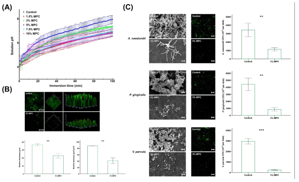 (A) MPC의 질량비가 5%까지 증가함에 따라 주위 pH 또한 동반 상승함. (B) MPC가 3% 질량비로 결합될 때 Actinomyces naeslundii, Veillonella parvula 와 Porphyromonas gingivalis의 표면 부착(CFU)이 최소값을 보임. (C) Human saliva-derived biofilm 모델에서도 같은 결과를 보임