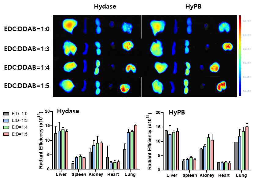 EPC/DDAB 지질 비율에 따른 hydase 지질복합체 나노제형의 장기 분포 변화