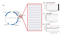 rHyal_Sk 유전자가 삽입된 플라스미드 맵(A) 및 코돈 최적화(B-D)