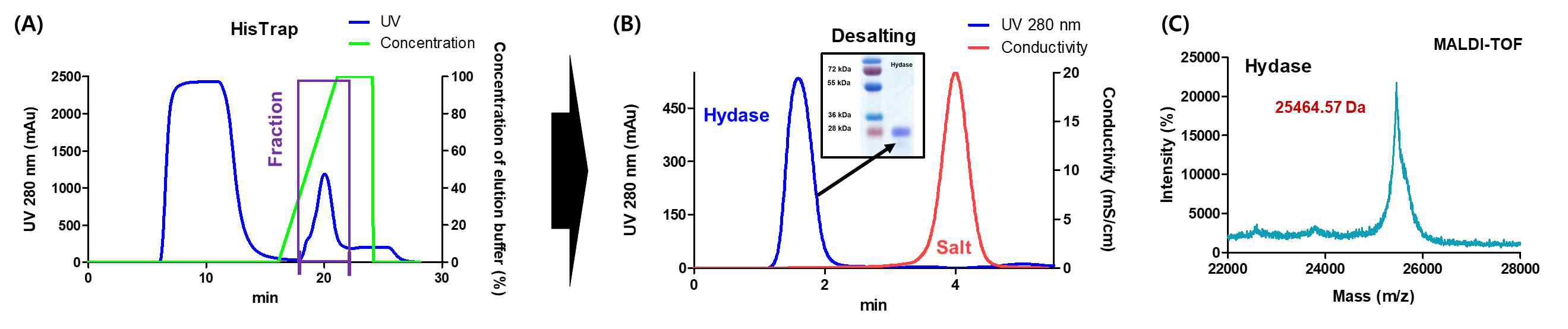 (A) HisTrap 컬럼을 활용한 1차 정제 과정의 크로마토그램. (B) Desalting 컬럼을 활용한 2차 정제 과정의 크로마토그램 및 정제된 hydase의 SDS-PAGE 결과. (C) 정제된 hydase의 MALDI-TOF 결과