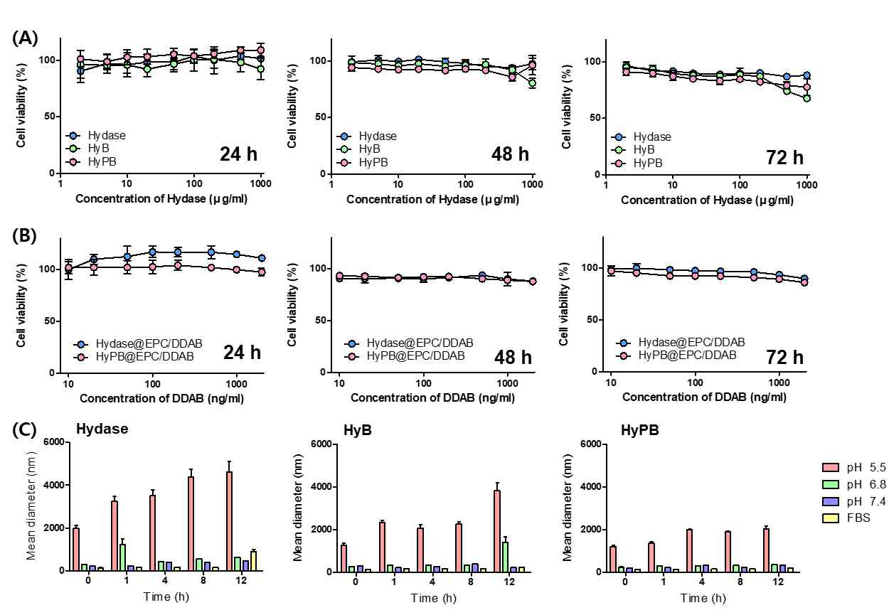 Hydase 제형(A) 및 EPC/DDAB@hydase 복합체 제형(B)의 세포독성 및 생체유사 조건에서의 안정성 평가 결과(C)