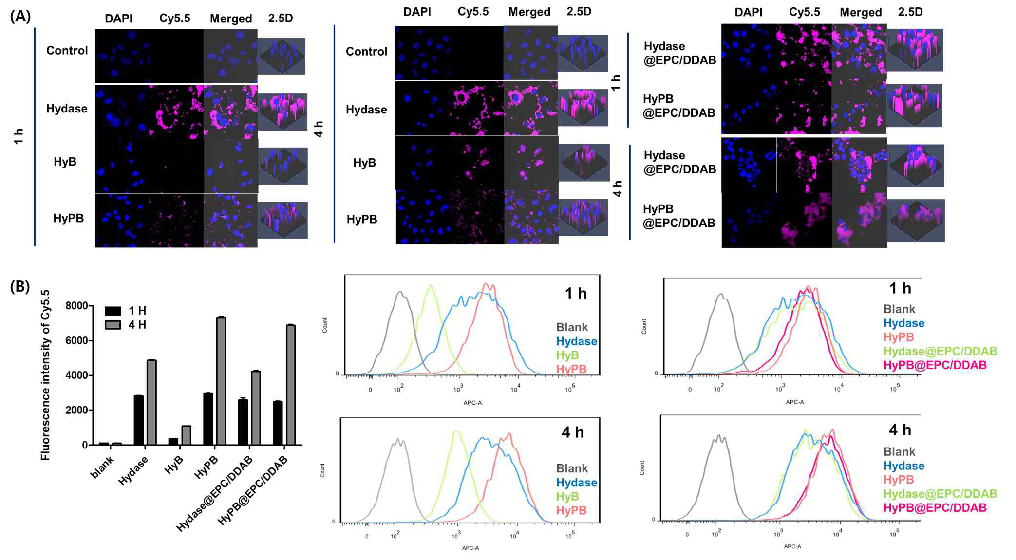 Hydase 제형 및 EPC/DDAB 지질 복합 hydase 제형의 CLSM(A) 및 flow cytometry(B)를 통한 2차원 세포내 도입 확인