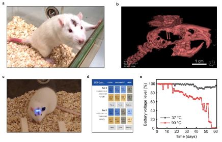 동물 뇌 이식을 통한 무선 광유전학 디바이스의 기능 및 내구성 검증: (a)-(b) 머리 속에 디바이스가 완전히 이식된 쥐의 사진 (a)과 CT 사진 (b), (c) 뇌에 이식된 뉴럴 프로브의 마이크로 LED가 구동 중인 쥐의 사진, (d) 마이크로 LED의 구동 주파수 제어 및 배터리 잔량 확인을 위한 스마트폰 앱 화면, (e) 생체 내 환경을 모방한 환경에서의 실험을 통한 디바이스의 내구성 검증