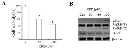 Effects of cyprodinil on cell viability and ER stress-associated and apoptosis proteins