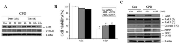 Roles of AHR in cyprodinil-induced cell viability and ER stress-associated and apoptosis and autophagy proteins