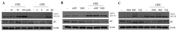 Effects of caspase and autophagy inhibitors on cyprodinil-induced autophagy marker proteins