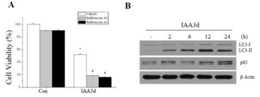 Effects of bafilomycin A1 and indole-3-acetaldehyde on cell viability and autophagy marker proteins