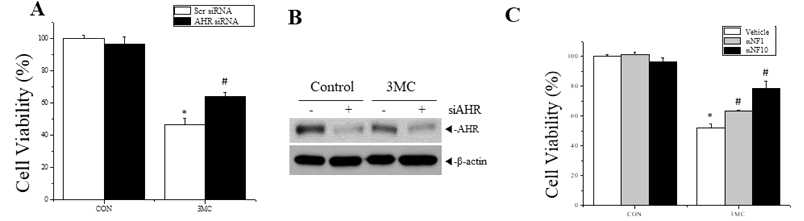 Effects of AHR siRNA transfection and AHR antagonist αNF on 3-methylcholanthrene(3MC)-induced cell death in human hepatocellular carcinoma cells