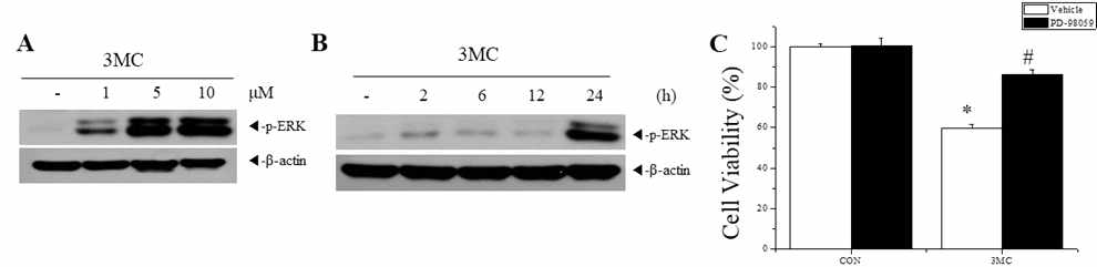 Effects of 3methylcholanthrene(3MC) on cell viability and ERK phosphorylation
