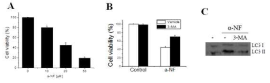 Effects of αNF and 3-methyladenine on cell death in hippocampal neuronal cells