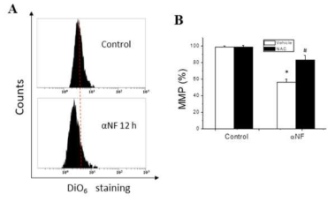 Effects of αNF and NAC on mitochondria membrane potential(MMP) in hippocampal neuronal cells