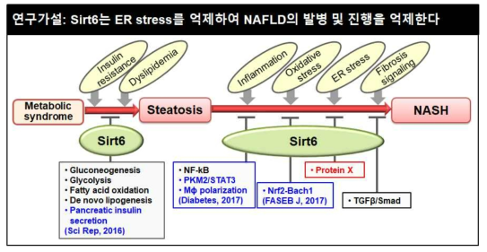 NAFLD 발병 및 진행의 주요인자(파란색은 본 연구자의 수행 결과, 빨간색은 연구 대상)