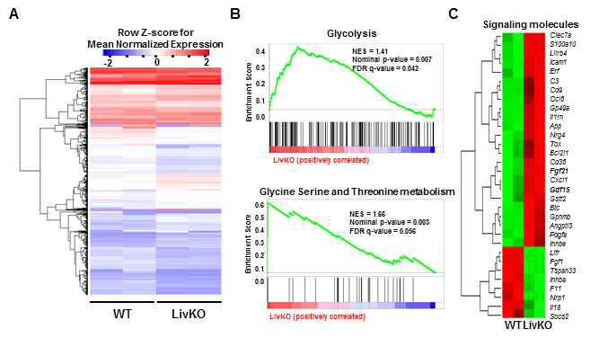 WT, LivKO 마우스 간조직 RNA-seq 분석