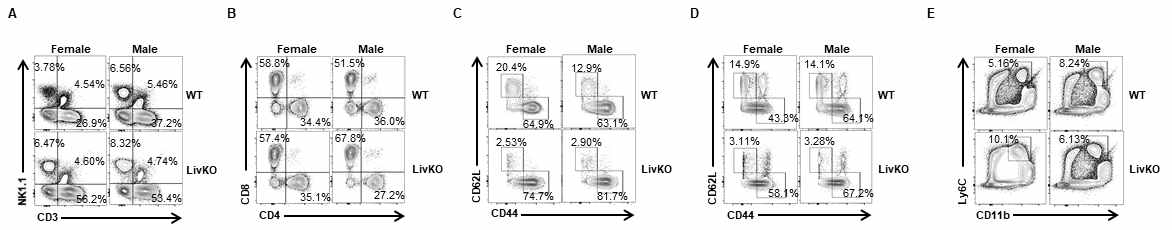 대조군과 LivKO 마우스의 간내 면역세포 분포 비교